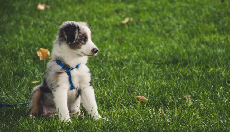 Australian Shepherd puppy